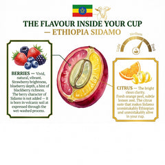 Goat Coffee Ethiopia Sidamo Ground Coffee 1kg | Medium Roast