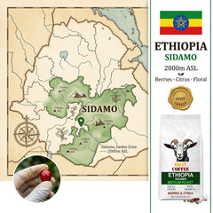 Goat Coffee Ethiopia Sidamo Coffee Beans 1kg | Medium Roast