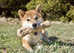 Coffeeholic Coffee Wood Dog Chew Stick