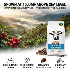 Goat Coffee Jamaica Blue Mountain Coffee Beans 1kg | Medium Roast
