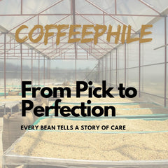 Coffee Phile Decaf Coffee Beans 1kg