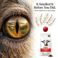 Goat Coffee Ethiopia Harrar Ground Coffee 1kg | Medium Roast